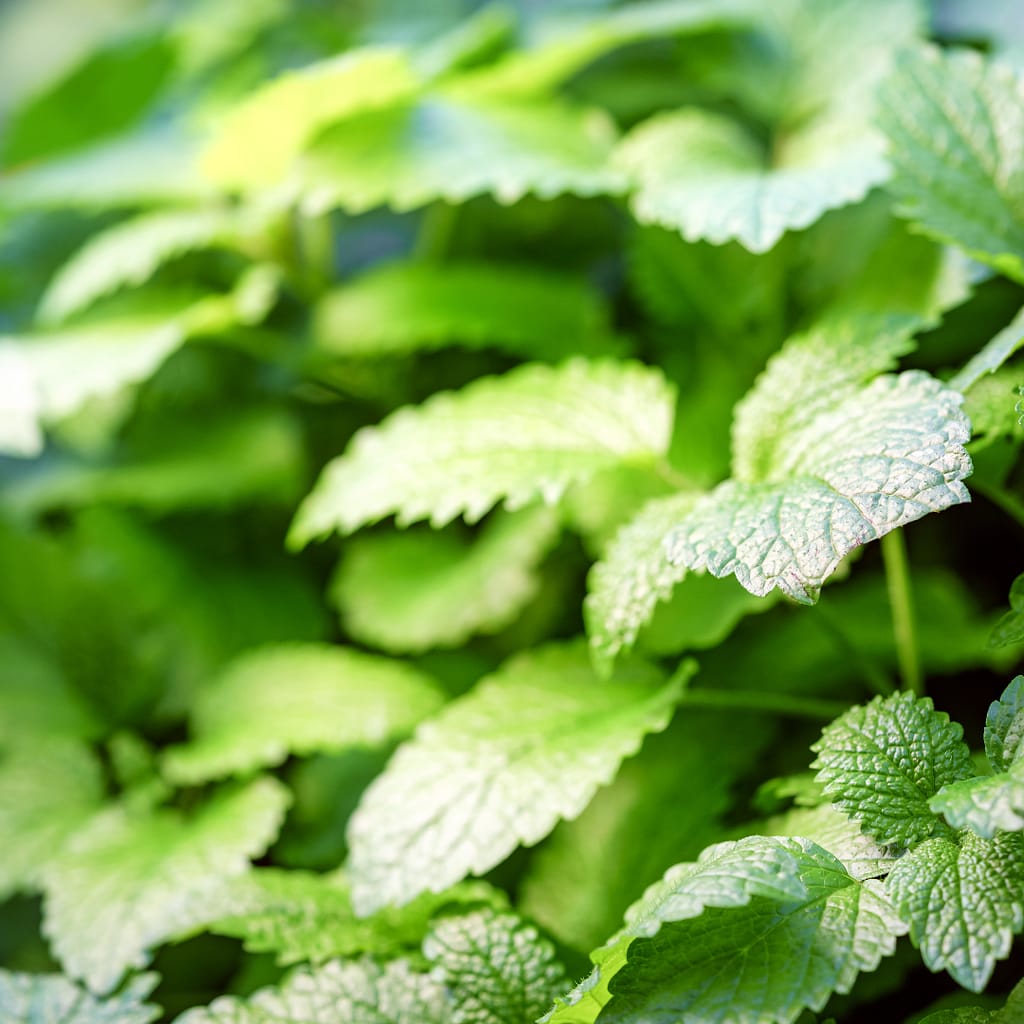 Medicinal Herbs: Steps to Nurture, Harvest & Preserve