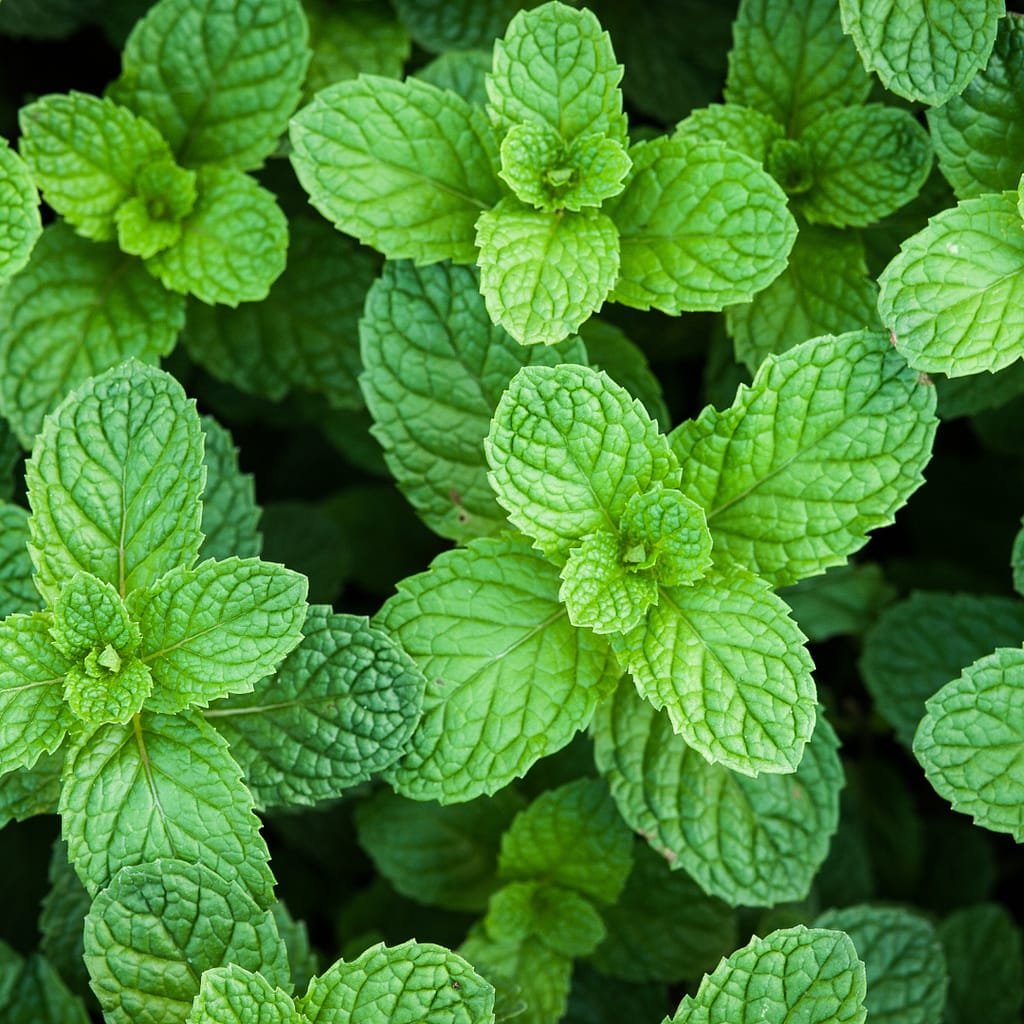 Medicinal Herbs: Steps to Nurture, Harvest & Preserve