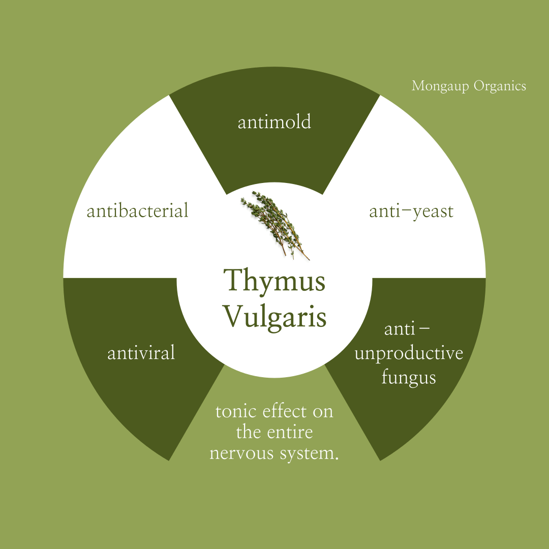 Thyme: an herbaceous wonder for wellness