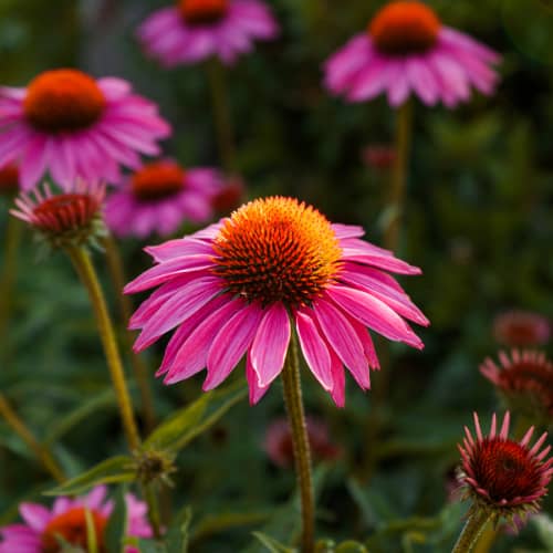 The Healing Benefits of Echinacea + The Brands We Love to Use