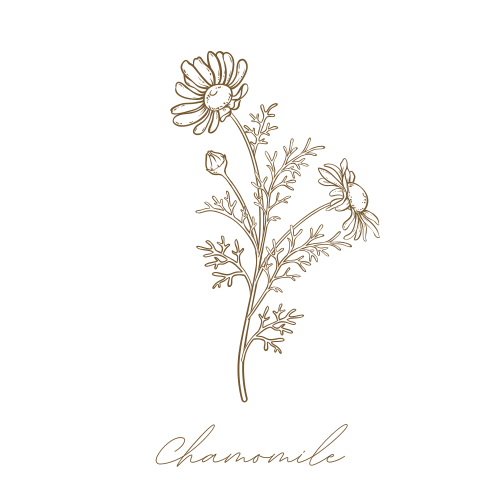 Chamomile: An age-old herbal medicine 