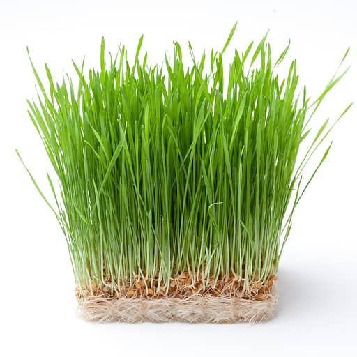 Wheatgrass benefits + how to grow it at home.