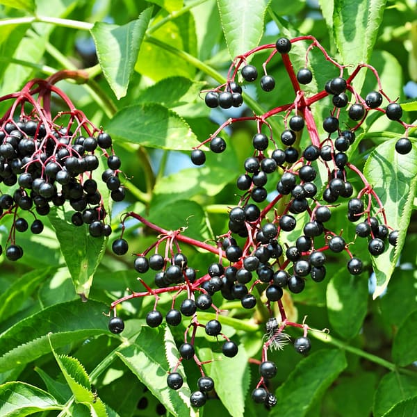 Vimergy Organic Elderberry Syrup *240ml