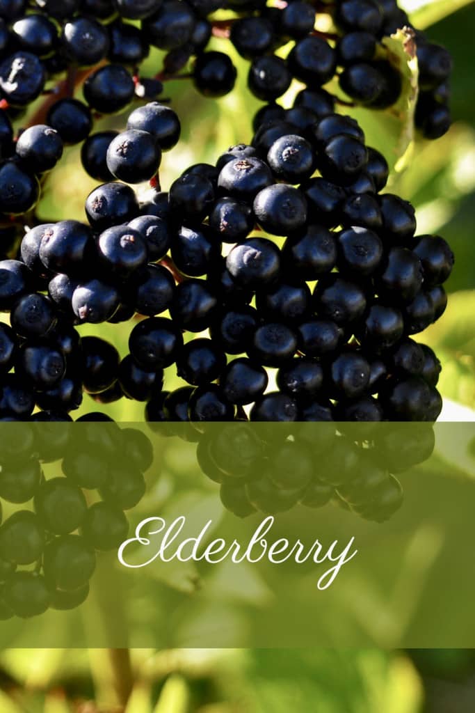 Elderberry And Your Immune Health