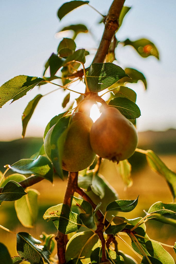 The many healing powers of pears, and how they can help improve your health