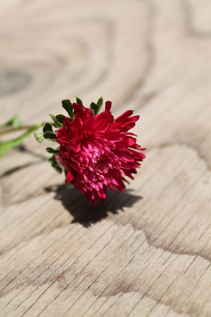 The Herbal Power of Red Clover