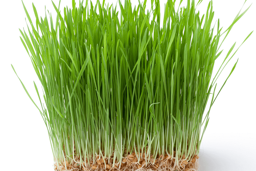 Wheatgrass benefits + how to grow it at home.
