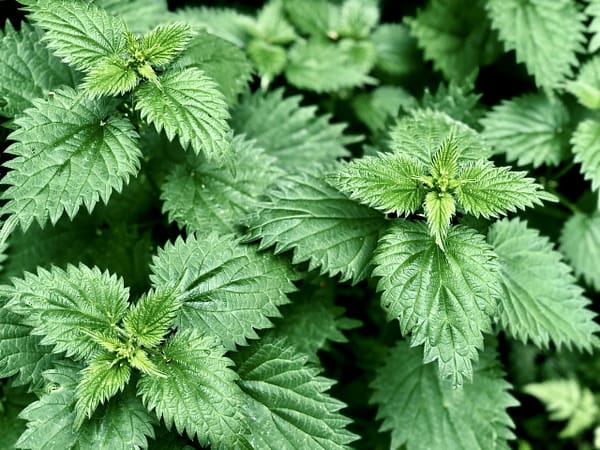 Vimergy USDA Organic Nettle Leaf 10:1 *115 ml