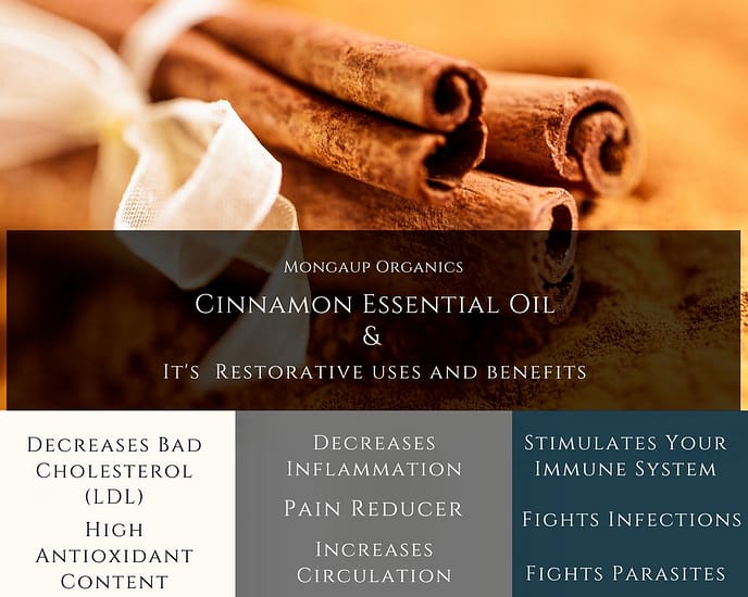 Cinnamon Bark Essential Oil - (Cinnamon Verum)